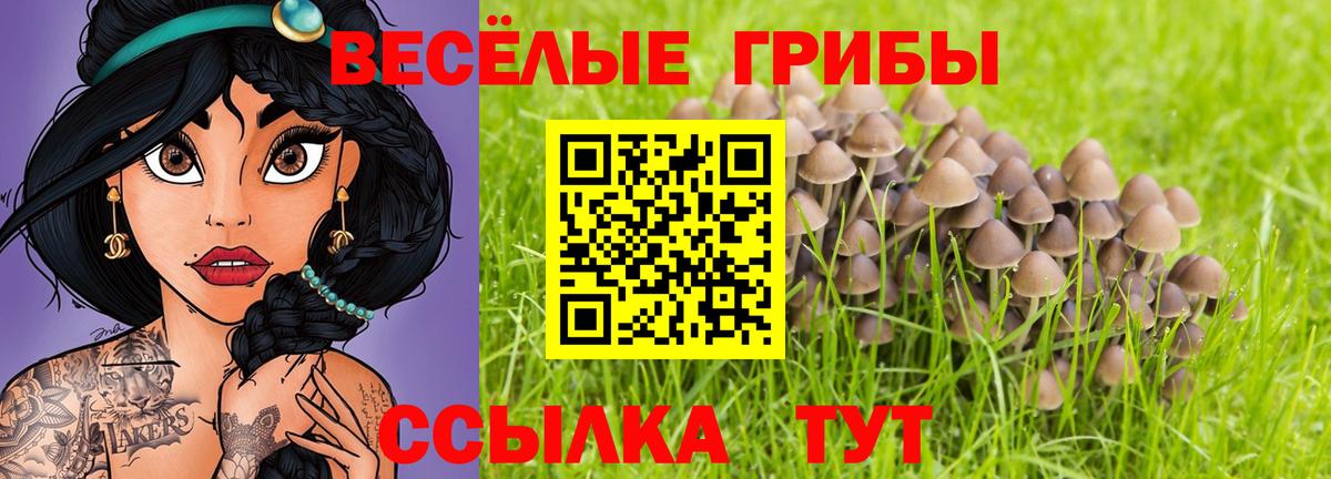 Галлюциногенные грибы Psilocybe Братск